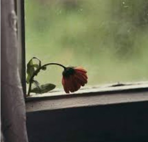 أحسنوا لمن تحبون🌷
 
فإن الشوق بعد الموت لا يطاق 🥀