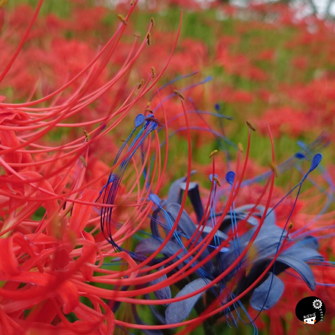 あぼかぼ つまみ細工 Abokaboshop Twitter