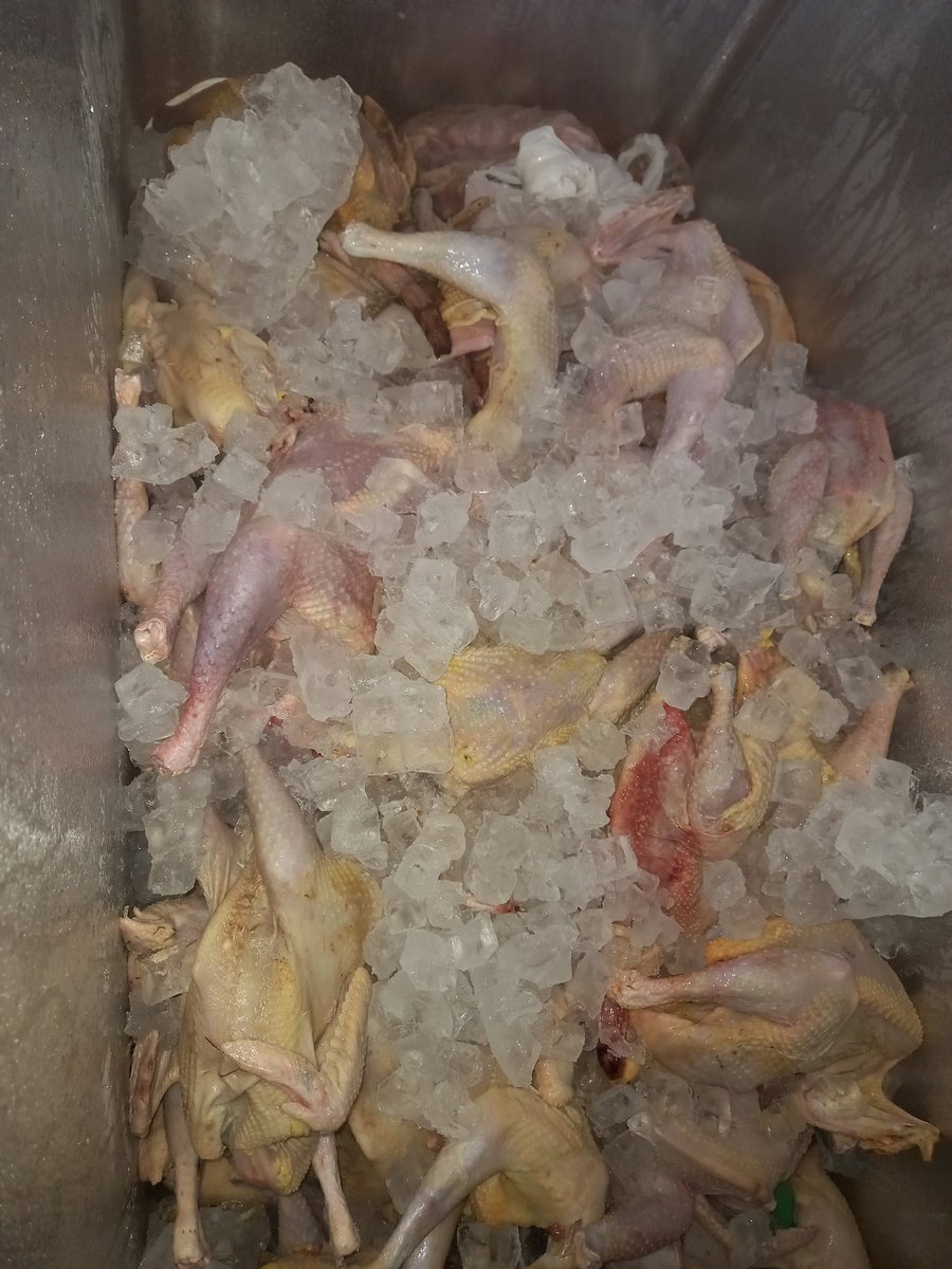 NsongaMadalitso's tweet photo. We have dressed local chicken and nkhanga. 
Location BT, Kanjedza
Price: 3500 to 4500
Contact: 0993833763/0884599511

weekends are for local food #easysunday #localIsLekker https://t.co/oPVVcxqzPA