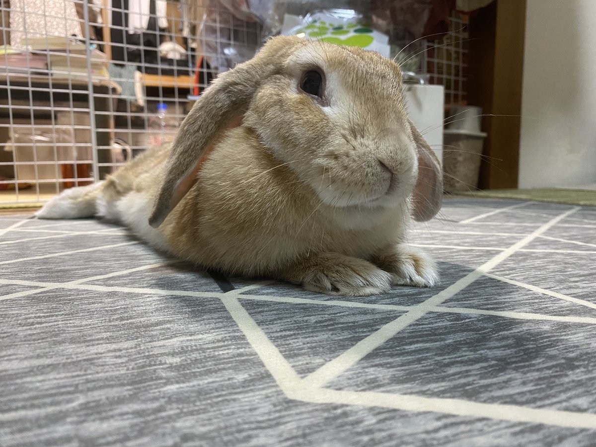 うさぎの病気 うさぎの病気