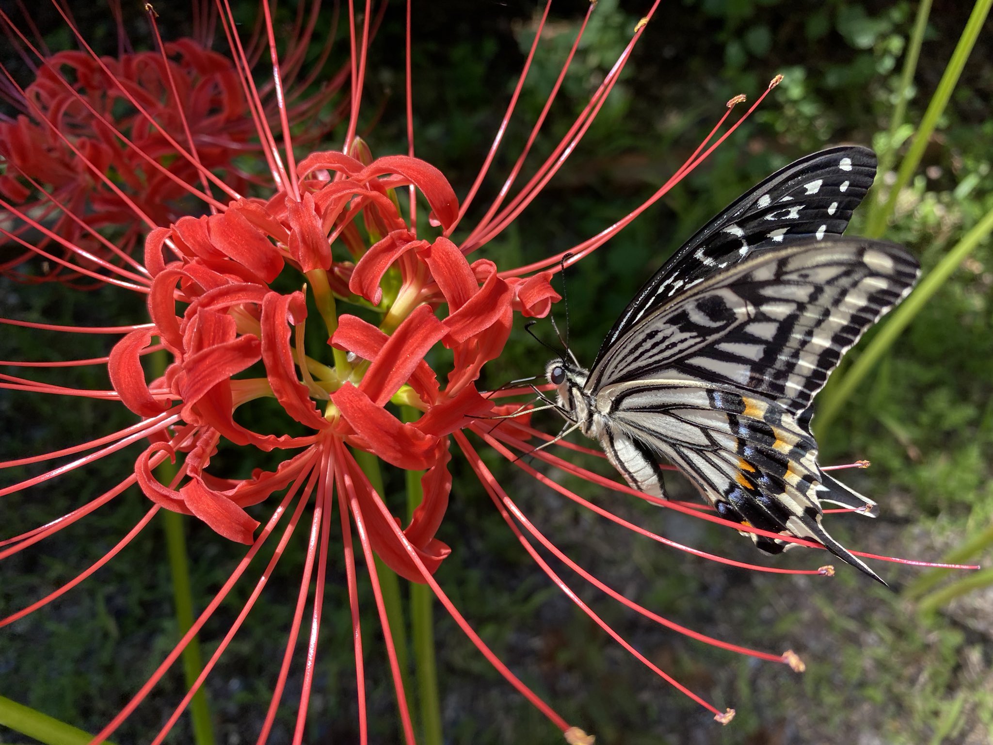 تويتر 本ノンポリ Twins على تويتر 彼岸花 が咲き始めた 曼珠沙華のほか 地獄花 幽霊花 屍人花 剃刀花 毒花 葬式花 墓花 火事花 狐花 蛇花 捨て子花など別名地方名多し どれもが小説のタイトルにできるくらいのイメージの喚起力がある 英語でスパイダー