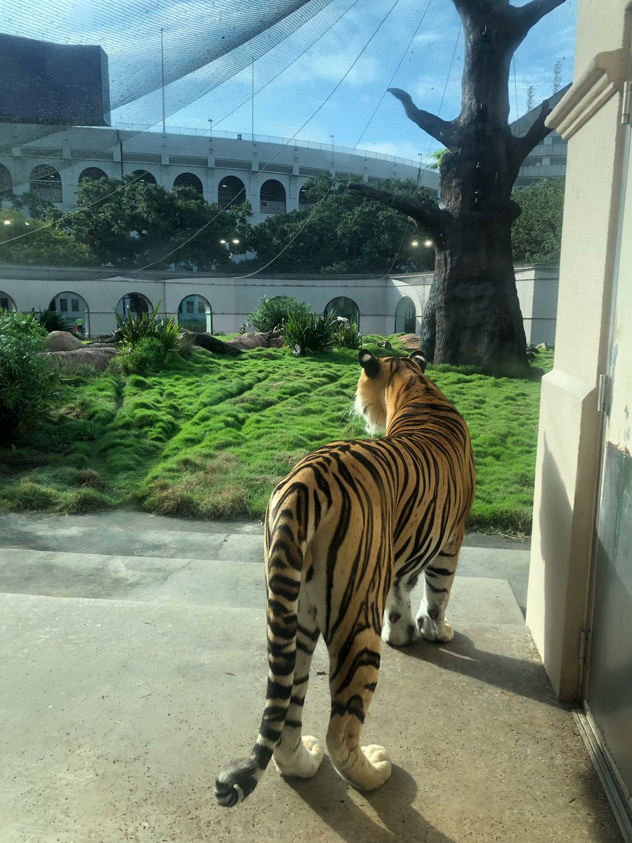 MikeTheTiger's tweet photo. Things are looking good today. https://t.co/Bv1qphJOpX