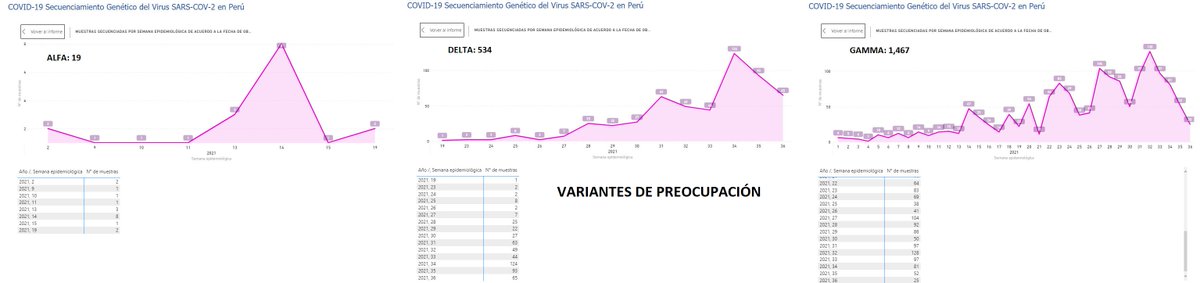 juank23_7's tweet image. #Actualización INS 17Set Escala Nacional🇵🇪
#LambdaVariant (Interés) y #Gamma (Preocupación) siguen siendo predominantes.
Tendencia de casos: DESCENSO📉

#VarianteDelta y #VarianteMu 
DESCENSO📉

📊VÉASE TENDENCIA por Semana Epidemiológica
Última Semana#36 (05/09 - 11/09)