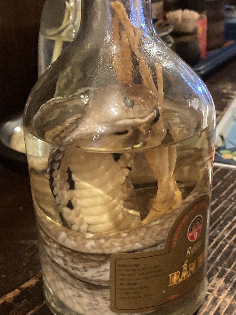 一部予約！】 コブラ酒/高麗人参酒 蛇酒 滋養強壮 コブラ標本