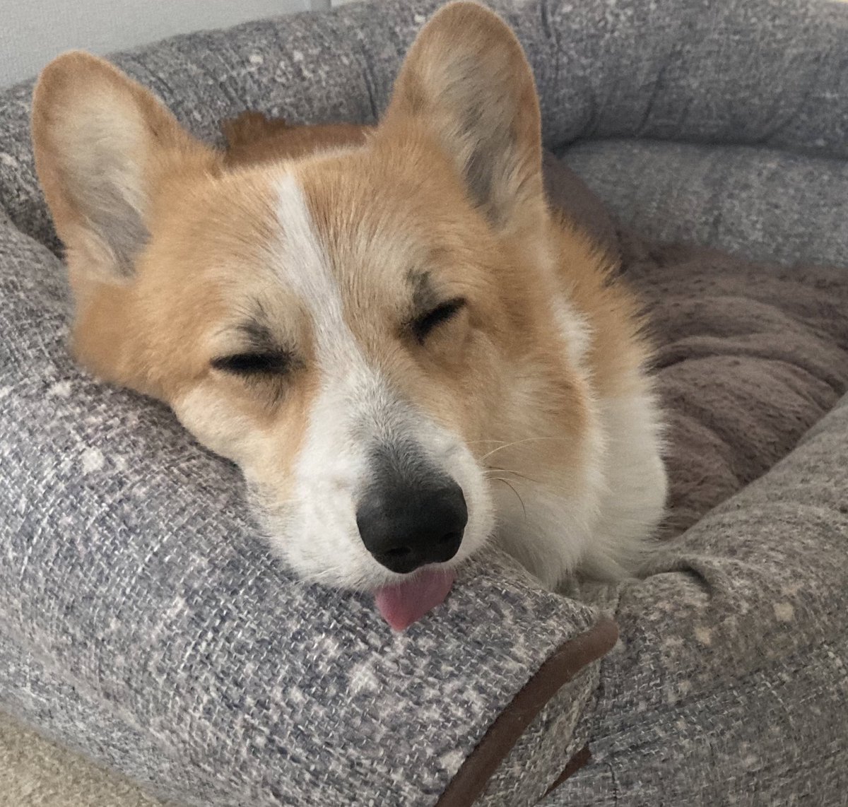 北海道コーギー】むぎん家@きよら (@lupinus_t) / Posts / X