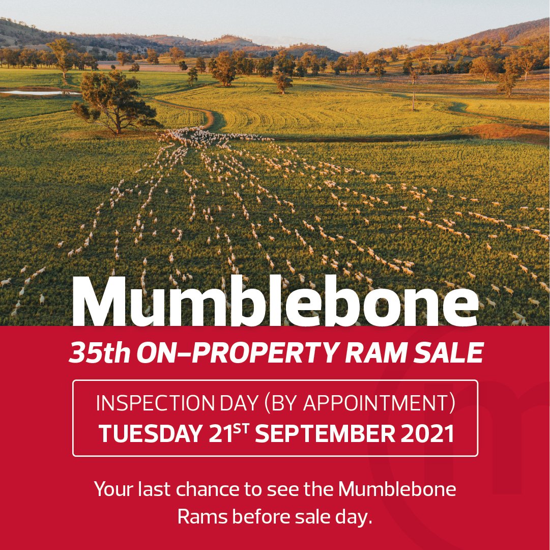 Mumblebone Merinos tweet media