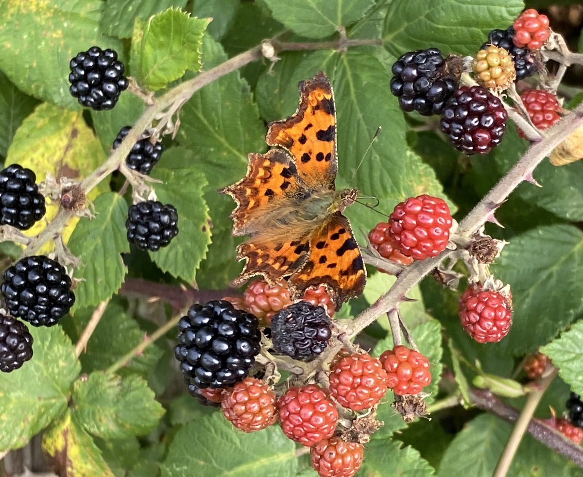 Twiggy Bigwood tweet media