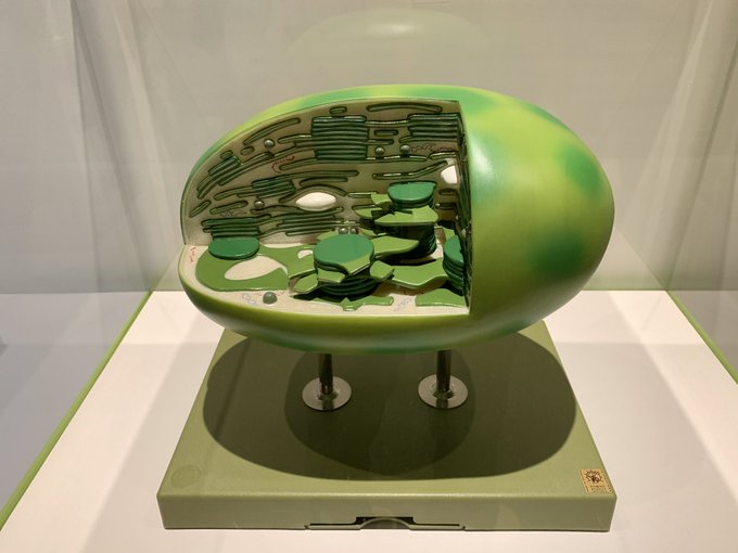 葉緑体のTwitterイラスト検索結果。