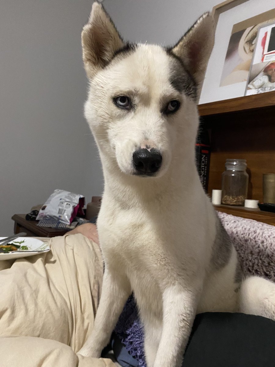 Karms023's tweet photo. Props to the @fivefourpod for getting me through grooming 4 of my 6 dogs these last couple days. They’re the only ones who understand me seeing as I live in Australia 😂 #expat #fivefourpod https://t.co/t2UBnKEg2N