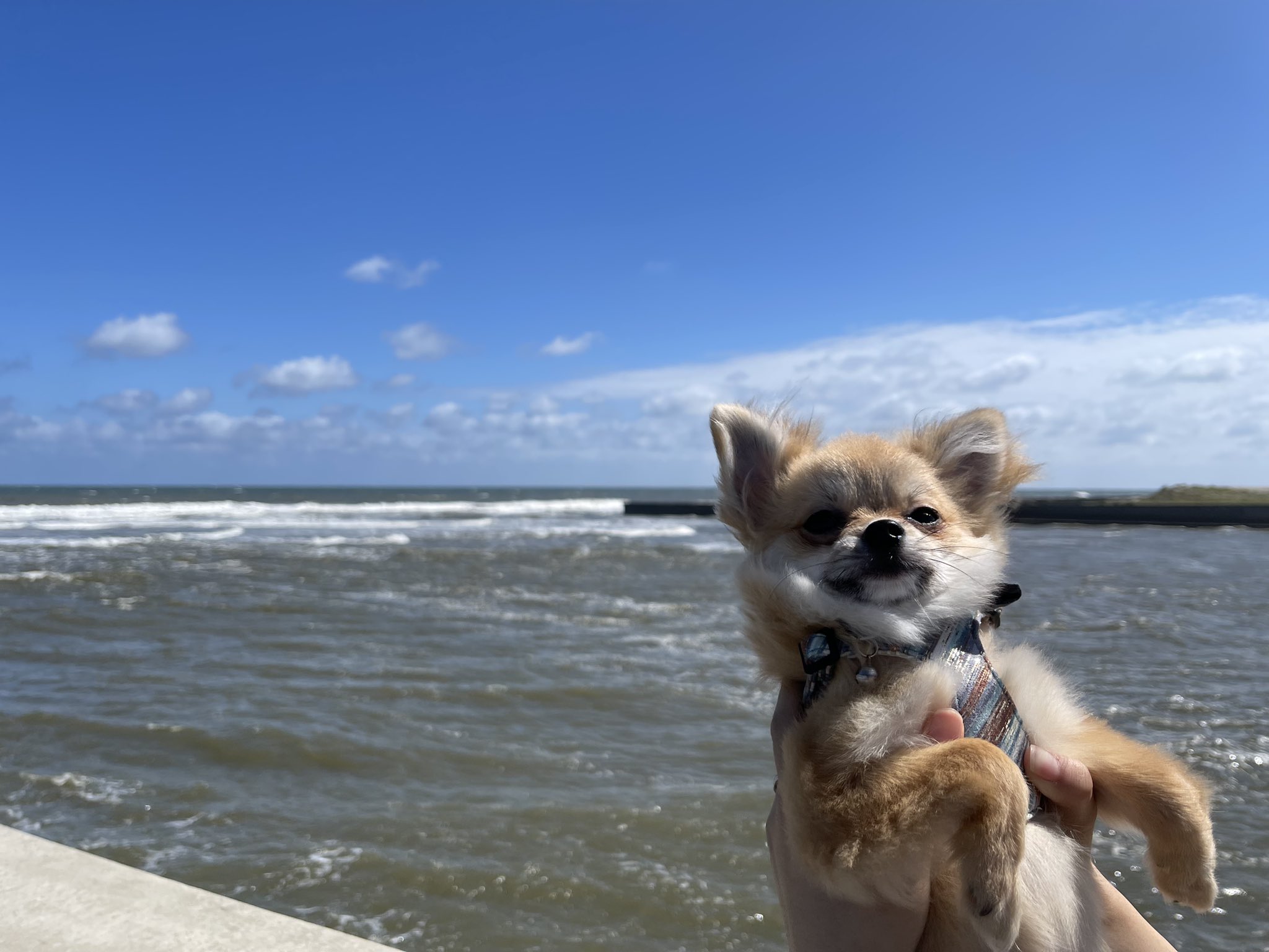 たぬやま ぽん太 Tanupon0315 Twitter