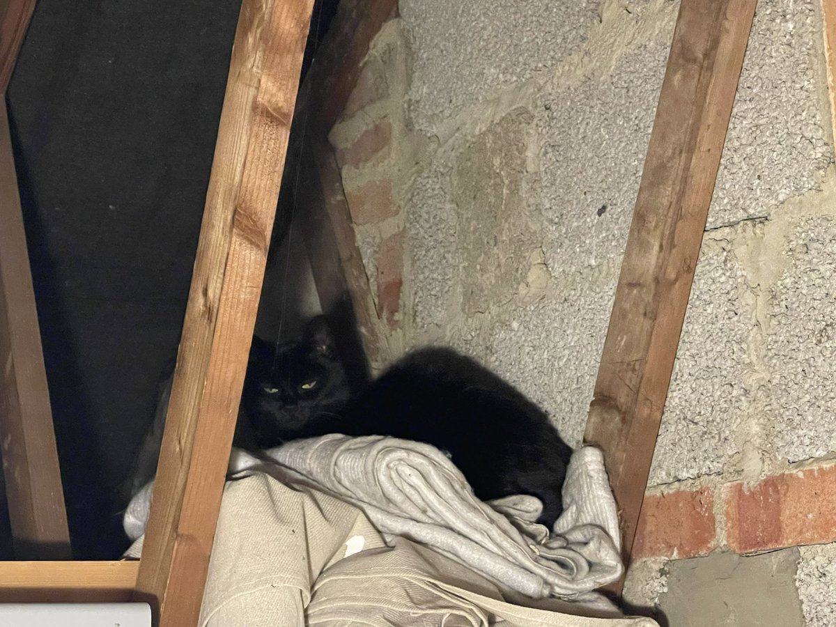 A late night rescue mission, she got into the roof of the garage again