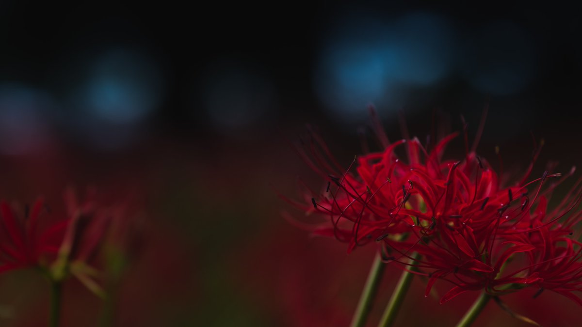 七ツ森古墳群
彼岸の迫る宵の道に幽霊花がしきりに咲いていました。