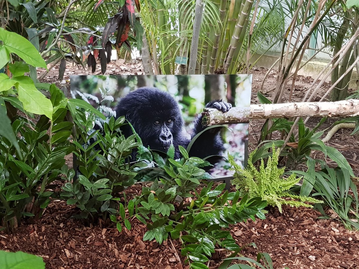Jeremy_Redler's tweet photo. Vernissage de la très belle exposition #wildinthecity dans le 16ème au sein des serres d’Auteuil.
Le photographe Matthieu Courdesse nous fait voyager en découvrant les singes du #Rwanda #Cameroun et d’#Indonesie https://t.co/E9bs6CV3JN