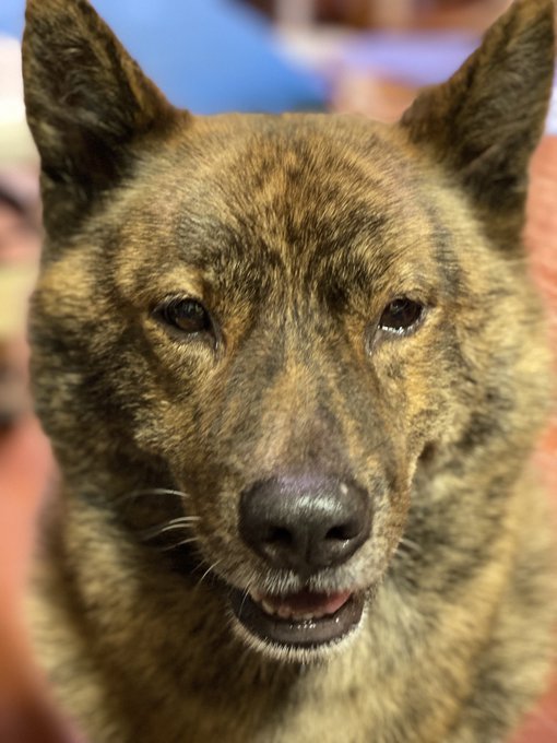 炎上 ホームセンターのペットショップで売れ残った甲斐犬を買いたいからクラファンしたい お金もないのに犬を救おうとするな と批判殺到 まとめダネ