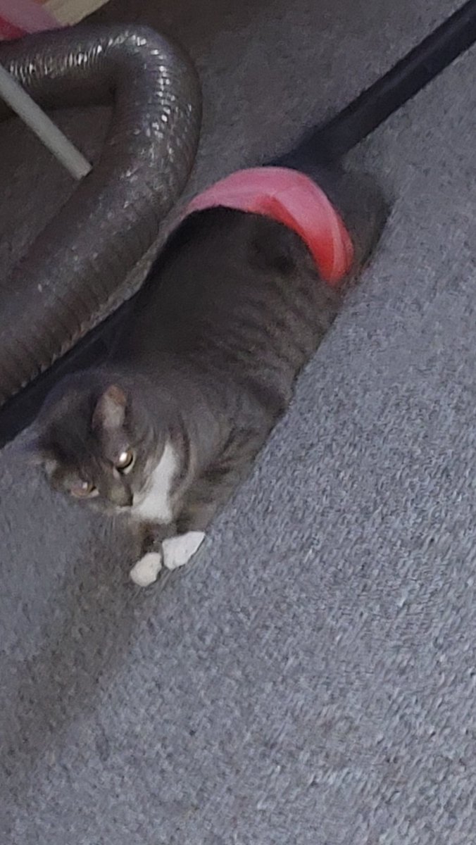princesstegantx's tweet photo. Caterday...so I caught Evil Moose with one of my mum's headbands....wonder what he's up to. #Caterday #CatsofTwittter #dogsbestfriends #dogsoftwitter https://t.co/AEd5xrT6KH