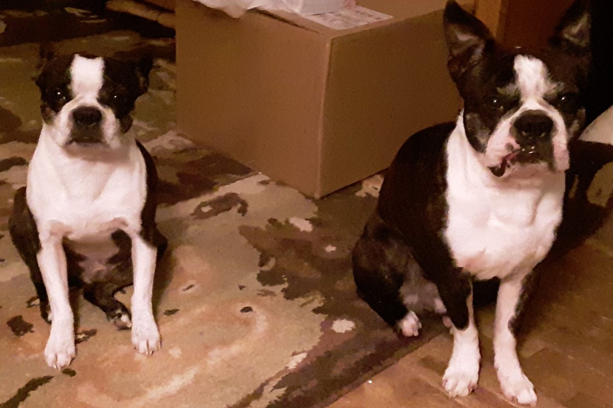 DennyDude3's tweet photo. So yesterday one swallowed a mouse and today my two hooligans tag teamed killed a possum this morning. And now they want a hand out of food like they deserve it since they keep the rodents at bay.😆
#myboys #countrydogs #tagteamkillers https://t.co/BuMvAlCWTC