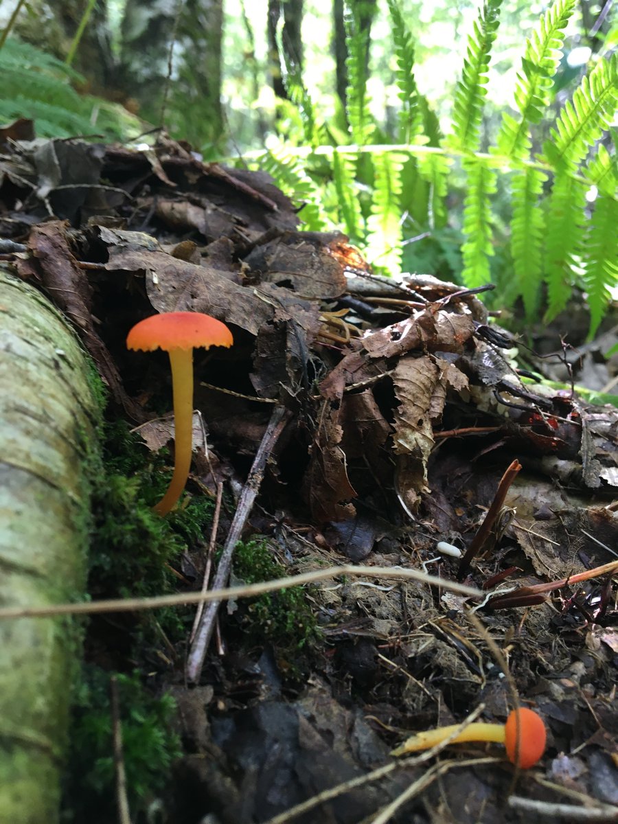 Matt_Reynolds77's tweet photo. #mycena #DouglasStateForest https://t.co/YtReyIBFVA