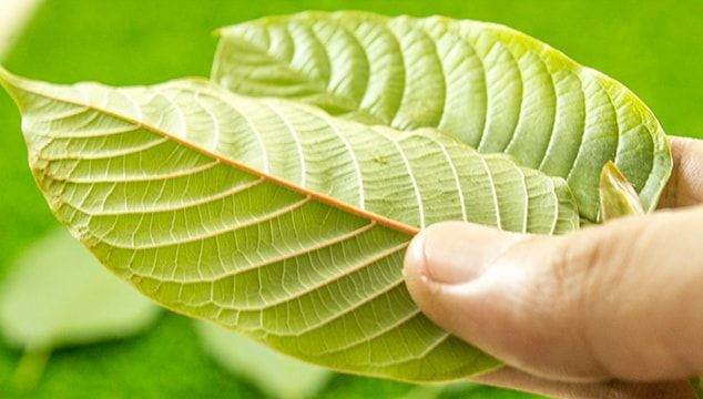 SpeciosaGuide's tweet photo. Buying kratom directly from farmers may seem like a good idea. Yet, it exposes you to a variety of risks such as getting your hands on contaminated kratom. Keep that in mind as farmers may be offering fresh Thai kratom. 
#kratom #iamkratom
https://t.co/KEos3xSDq0 https://t.co/JhRJN4FI20