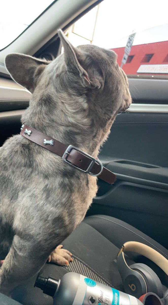 TrappermanDale's tweet photo. Fredo Riding Shotgun‼️ #BluMerle Open 4 Studs🔥 https://t.co/OW17iNziYk