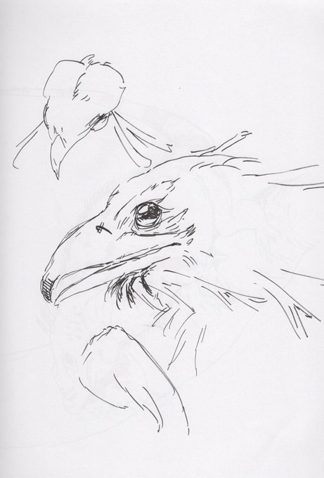 5枚目・ヘビクイワシのお顔
6枚目・警戒するミーアキャット先生
7枚目・イグアナ
8枚目・ねむい雌ライオン 