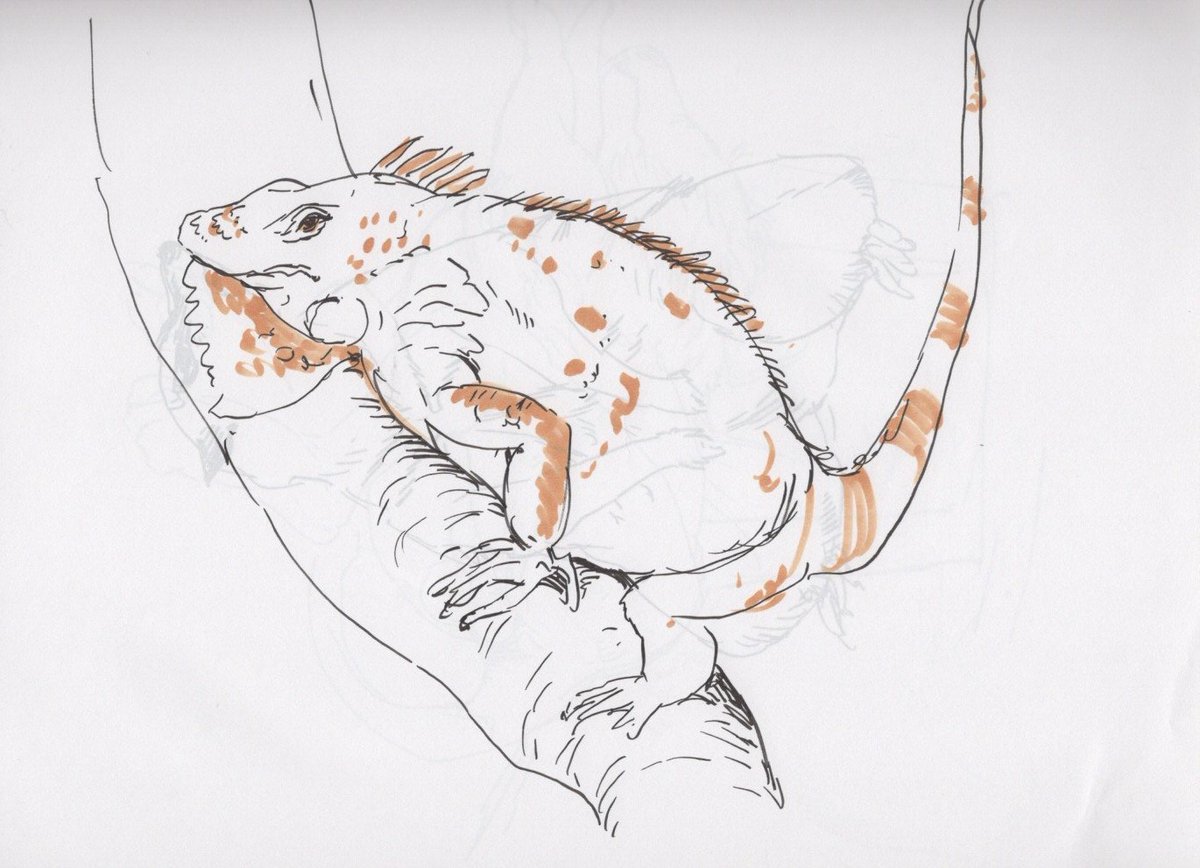 5枚目・ヘビクイワシのお顔
6枚目・警戒するミーアキャット先生
7枚目・イグアナ
8枚目・ねむい雌ライオン 