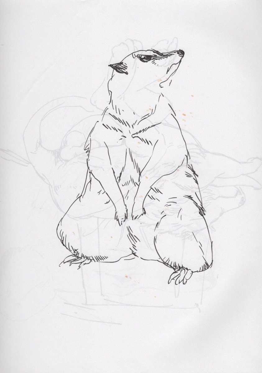 5枚目・ヘビクイワシのお顔
6枚目・警戒するミーアキャット先生
7枚目・イグアナ
8枚目・ねむい雌ライオン 