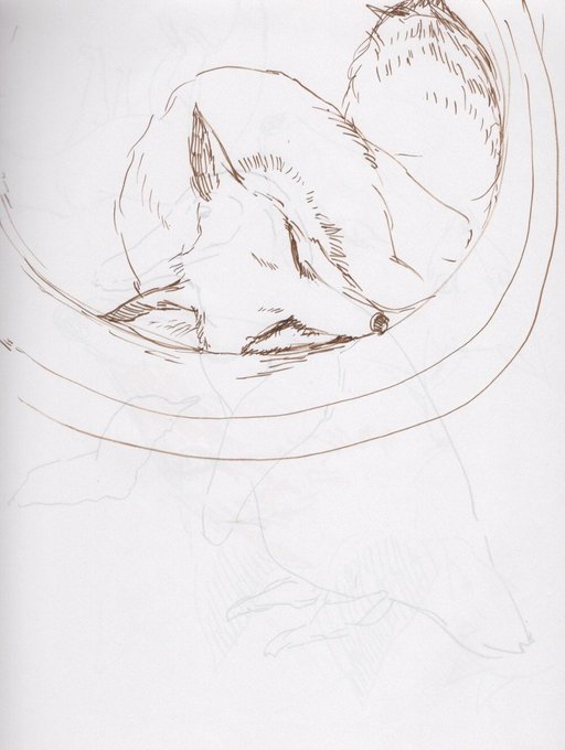 9～12枚目 ホンドギツネ 昼間は巣穴に引っ込んでいることが多いので、夕方を待ってスケッチに行ったら上手く捕まえることができました。独特のシュッと窄まったマズルの形が一番の特徴だと思うんだけど、それをいろんな角度できちんと描くのは結構難しい。 