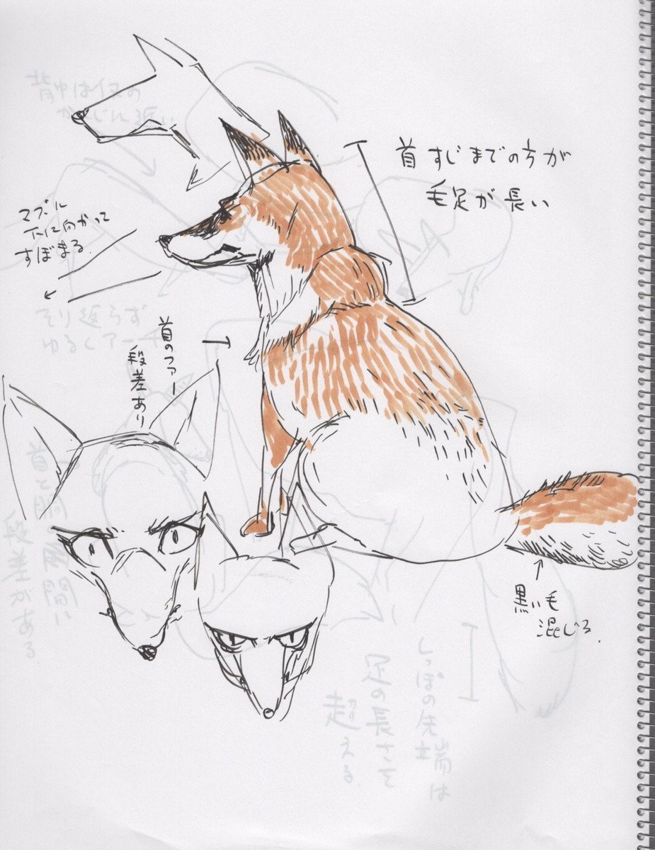 9～12枚目 ホンドギツネ 昼間は巣穴に引っ込んでいることが多いので、夕方を待ってスケッチに行ったら上手く捕まえることができました。独特のシュッと窄まったマズルの形が一番の特徴だと思うんだけど、それをいろんな角度できちんと描くのは結構難しい。 