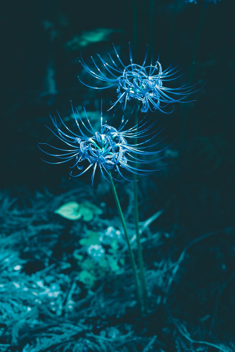 no_r_2's tweet photo. Blue Spider Lily 2021 https://t.co/KgT6NMgLXB