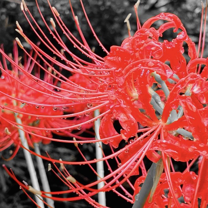 彼岸花のtwitterイラスト検索結果