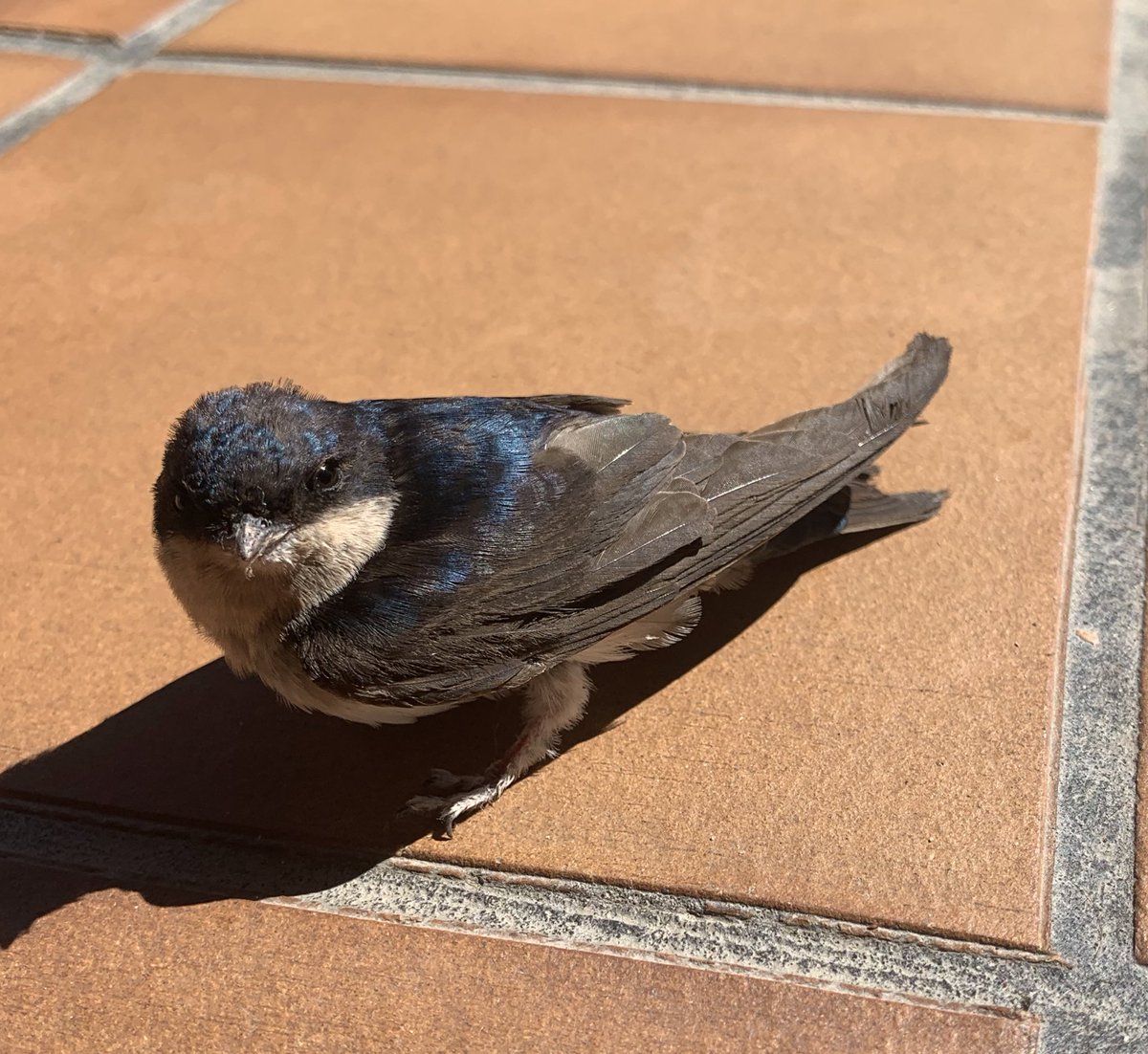 Daviddcoba's tweet photo. Por alguna causalidad de la vida, ha aparecido un pollo de avión común en mi terraza (parcialmente acristalada). ¿Algún consejo? ¿O lo tiene muy crudo? https://t.co/Twe9cbqtzL