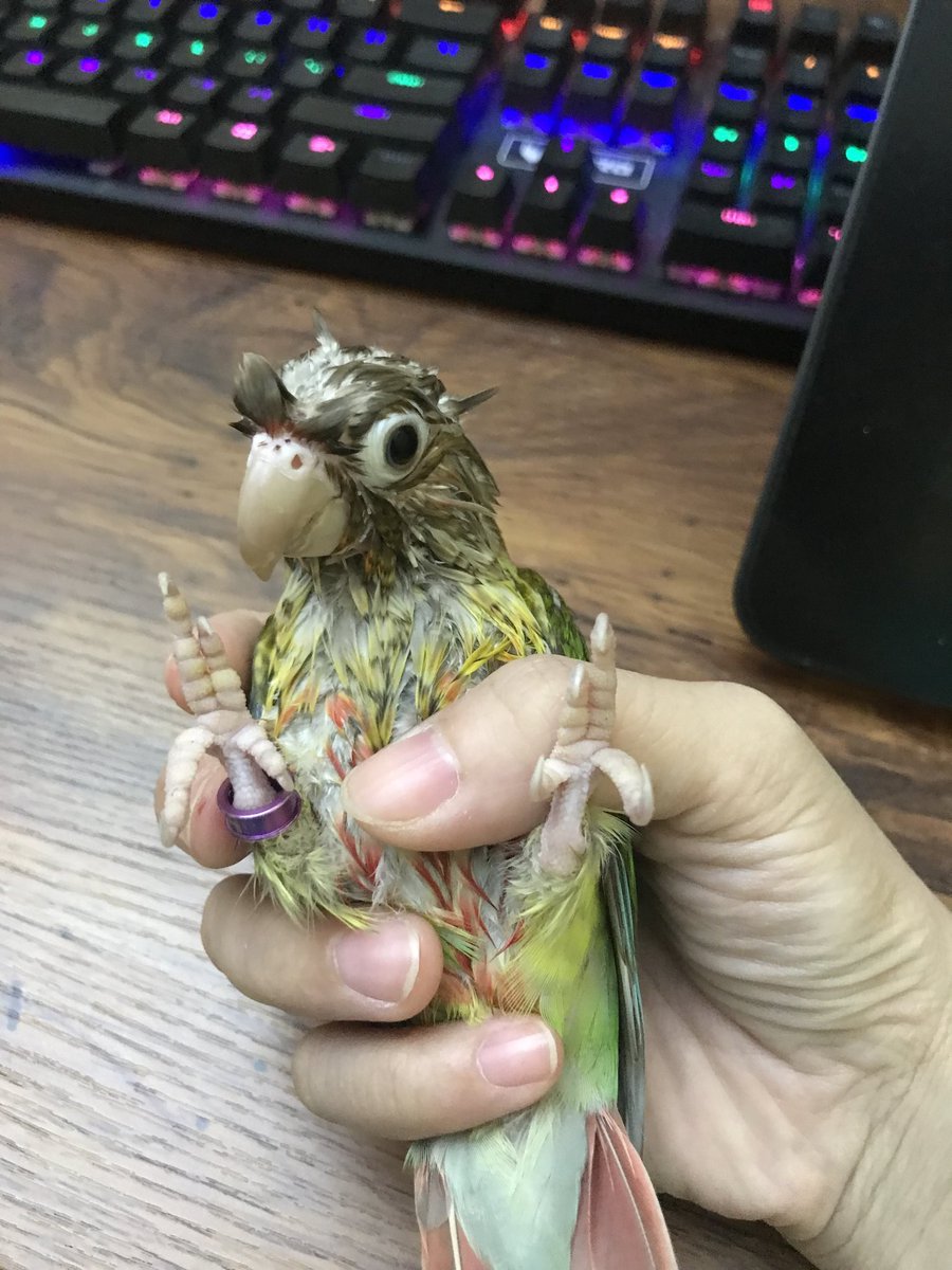 西瓜小朋友掉水里了(=_=)