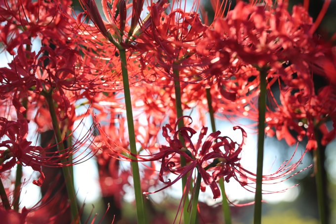 彼岸花 高画質 のtwitterイラスト検索結果 古い順