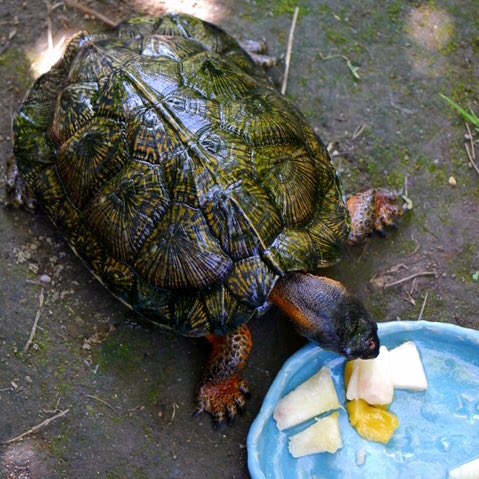 もりかめ على تويتر 食欲の秋 脚の付け根あたりがむちむちしてるよね 冬眠に向けて食え食え 飼い主は今日も一万歩以上歩いたけどなかなか痩せ ないよ T T 普段は飼育容器の中でエサを食べます どこでも食べる食い意地の張った種類のカメです