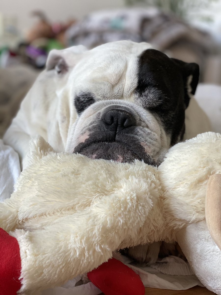 Bullyfambam's tweet photo. #SundayMorning Sleep. Eat. Repeat. #bullyfambam #bulldog https://t.co/48MKAA0u4Z