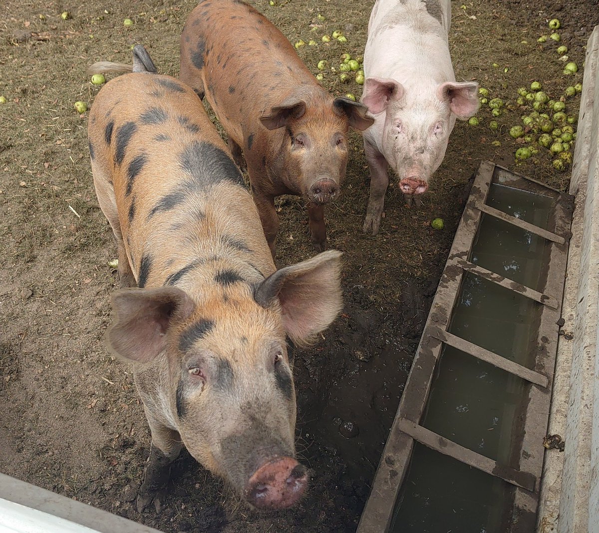 The pigs in Pig'n'Pickles! Being reared buy our son Fred and his wife Beth!