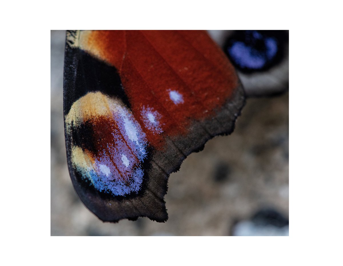 HaytemBouchri's tweet photo. Details 

- One of the most beautiful species of butterflies I have ever seen.
Peacock butterflies can be easily identified by their red wings, each with a single large peacock feather like eyespot on their upper wings that they  use as a defense mechanism to scare predators.🦋 https://t.co/FwjGFaPsxi
