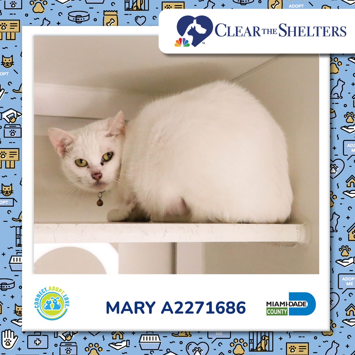 Miami-Dade County Animal Services tweet media