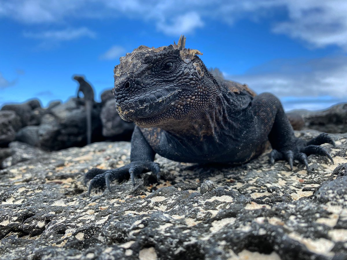 AnimalesInv's tweet photo. #iguana #marineiguana #iguanamarina

#turtle #giantturtle #tortugagigante

StCruz,#Galapagos;#Ecuador

Photo:@SerrallongaJ
(@museuciencies @UOCartshum @Pessics @lageografica)
.
@ACCC_ @NatGeoEsp @BCNCiencia  @parquegalapagos @DarwinFound #wildlifephotography @Gerardowildlink https://t.co/kPH8cQKHTA