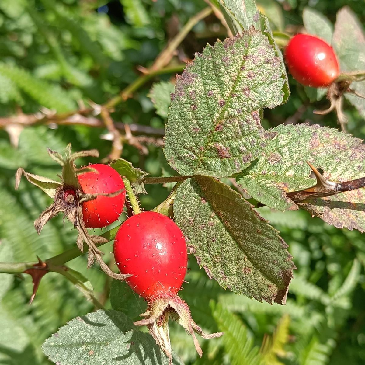 Wild Rosehip foraging, getting ready for WOODLAND release in the coming weeks.

The Gin Dog was very helpful by finding all the ones we dropped. 

#PierGin #Local #Gin #Clevedon #NorthSomerset #discoverclevedon #facesofclevedon #independentclevedon #ginfanatics #ginfluencers