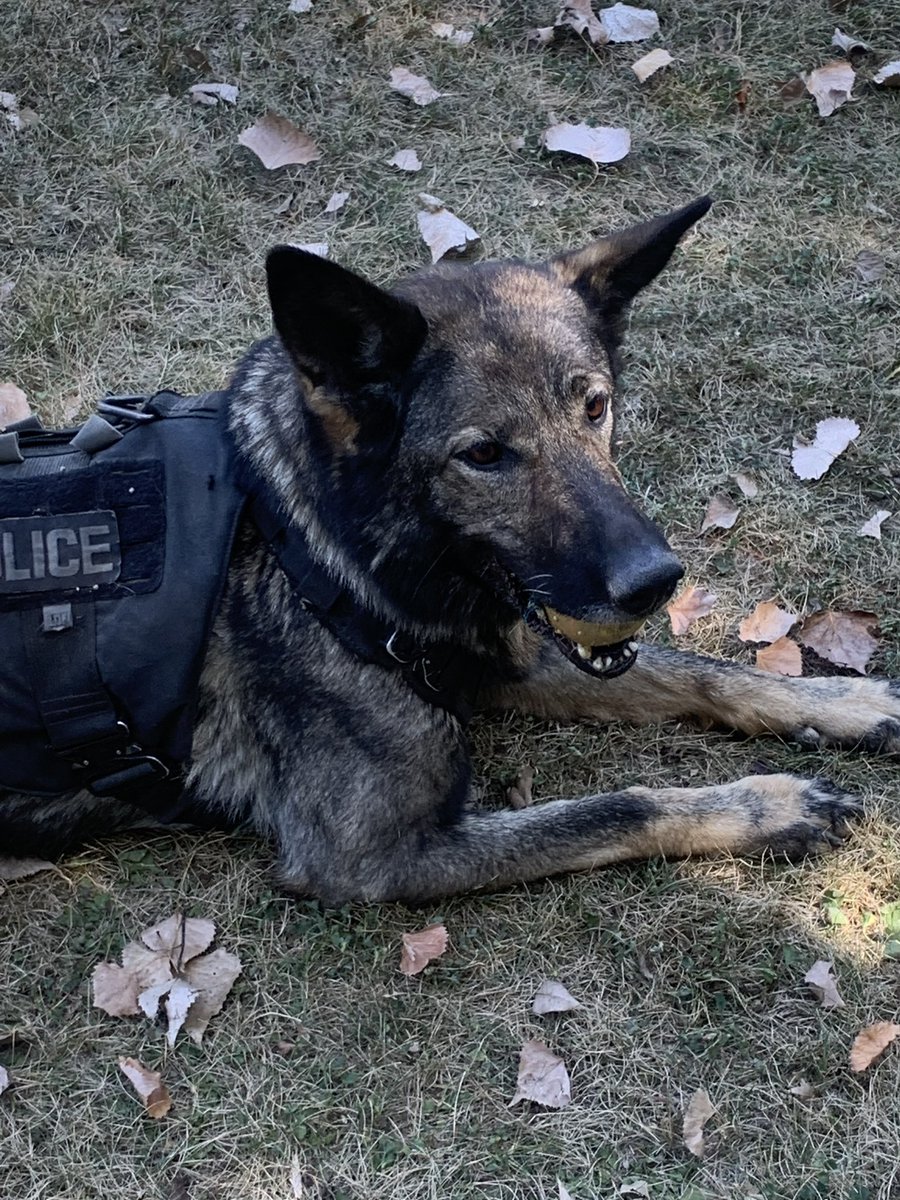 Toronto Police K9 (@tpsk9) on Twitter photo Members of <a href="/TPS31Div/">31 Division</a> detained a male reported to be in poss’n of a firearm in the Jane/Finch area yesterday but no gun was found on his person. PC Watts & PSD Nyx were called who tracked the male’s path & located the firearm in a field nearby #SaferTO #GermanShepherd #PoliceDog Members of <a href="/TPS31Div/">31 Division</a> detained a male reported to be in poss’n of a firearm in the Jane/Finch area yesterday but no gun was found on his person. PC Watts & PSD Nyx were called who tracked the male’s path & located the firearm in a field nearby #SaferTO #GermanShepherd #PoliceDog