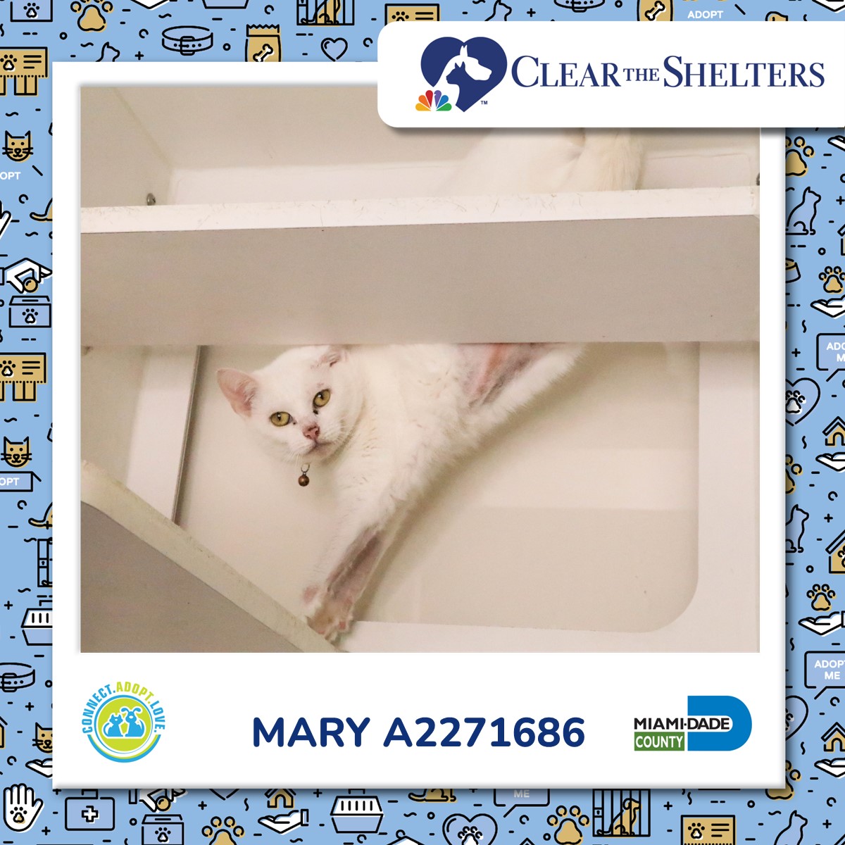 Miami-Dade County Animal Services tweet media