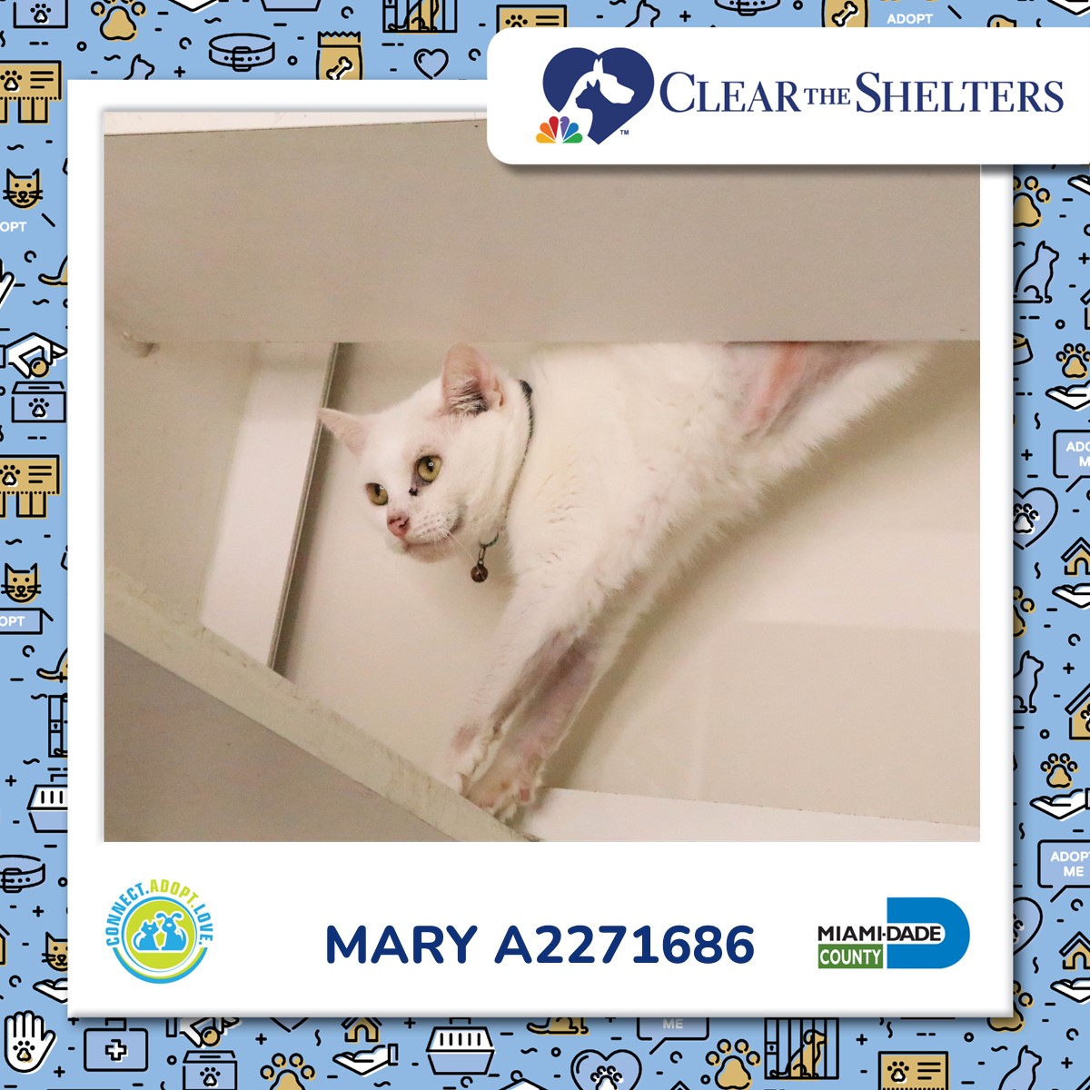 Miami-Dade County Animal Services tweet media