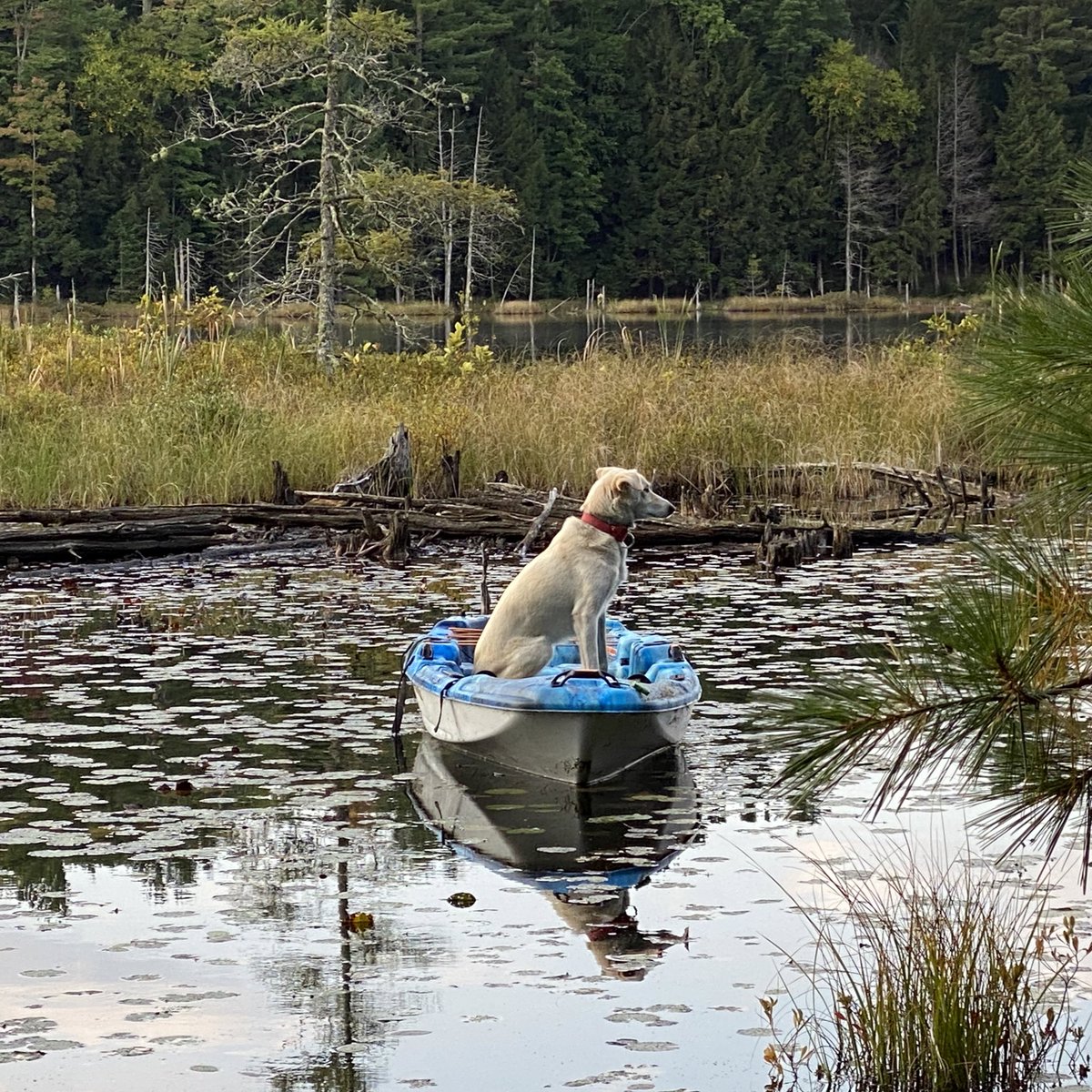 A closer photo. The yellow dog sits upright in a kayak, looking intently into the distance