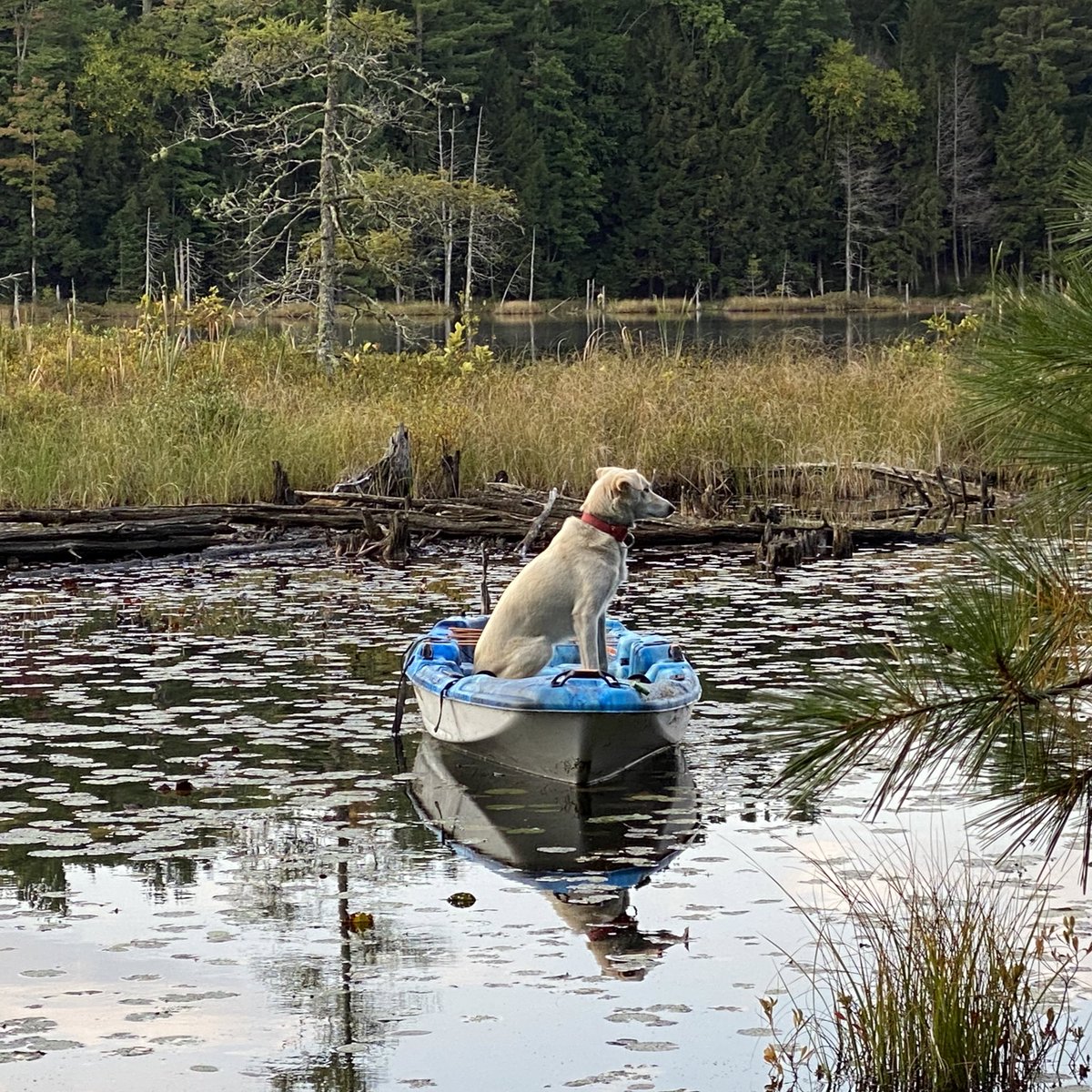 help she jumped into the kayak with so much force that it launched off from shore and now she’s floating there waiting for me