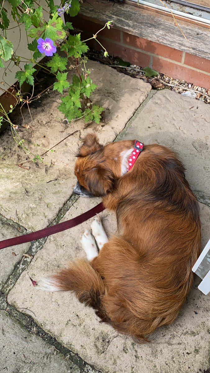 PhelpsieSarah's tweet image. Li’l snoozy boi 😍 this is very good. @interdogrescue #foster2adopt #romanianstreetdog