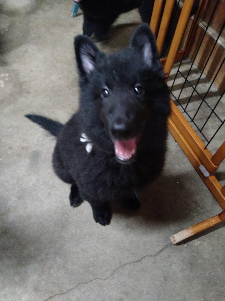 ベルジアングローネンダール Twitter Search Twitter ベルジアングローネンダール Twitter Search Twitter