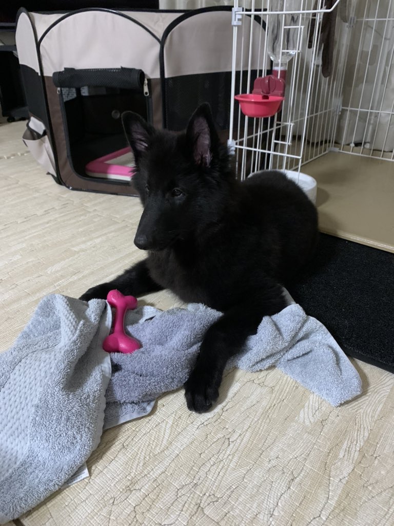 ベルジアングローネンダール Twitter Search Twitter ベルジアングローネンダール Twitter Search Twitter