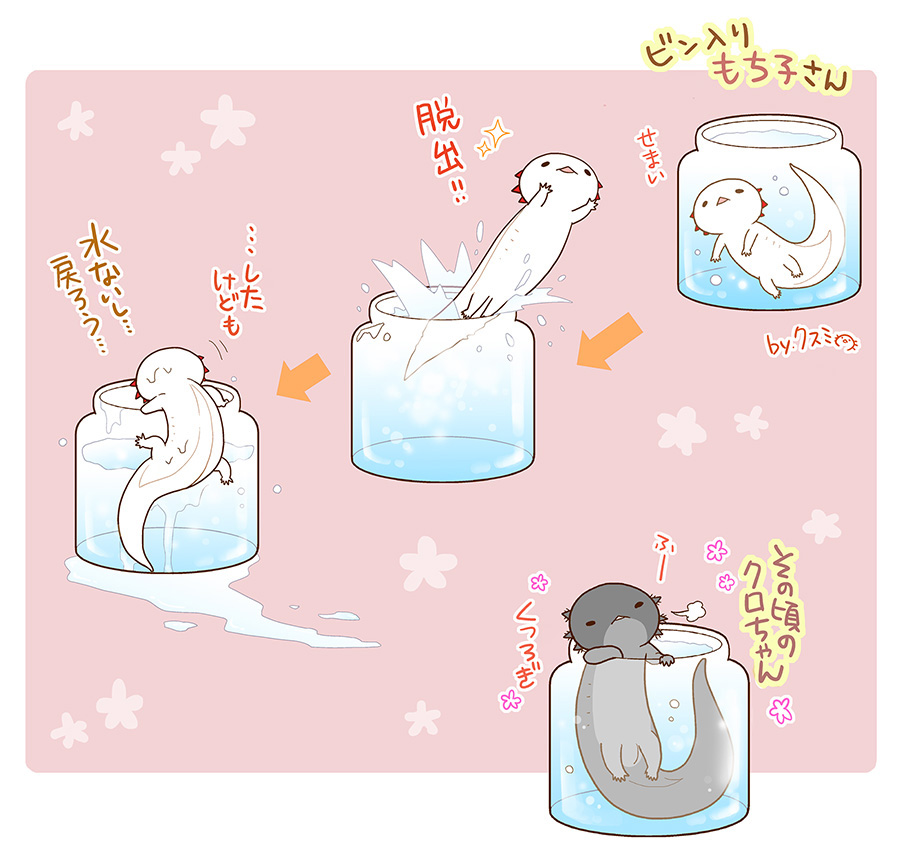 ウパだより クスミ ウーパールーパー4コマ Lineスタンプ 妄想絵 ウーパールーパーを瓶に入れてみたら 性格別に描いてみました a T Co Ldzhi2gbpl Twitter ウパだより クスミ ウーパールーパー4コマ Lineスタンプ 妄想絵 ウーパールーパーを瓶に入れてみたら 性格別に描いてみました a T Co Ldzhi2gbpl Twitter