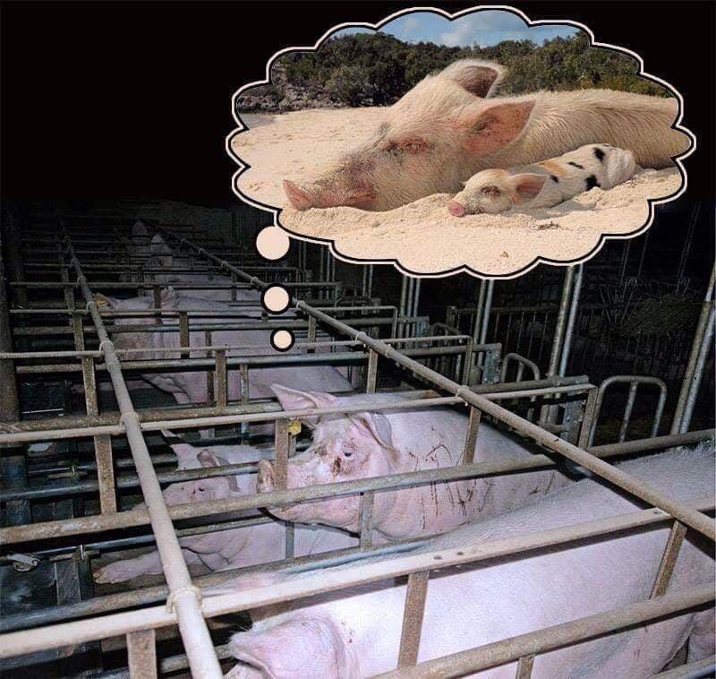 PieterseMarc's tweet photo. Only a dream in a living nightmare.......

Living in #AnimalHell 💔👺

#BeWise💚#BeVegan🌱 https://t.co/OWhL12nGYJ